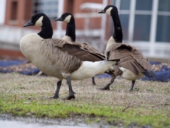 Branta canadensis
