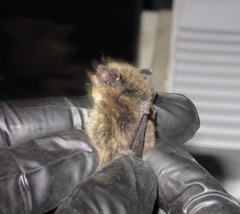 Myotis leibii