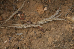 Pentameris eriostoma