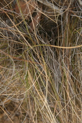 Pentameris eriostoma