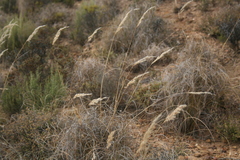 Pentameris eriostoma