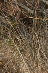 Pentameris eriostoma