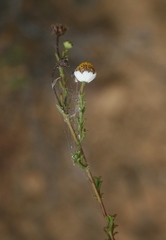 Cymbopappus adenosolen