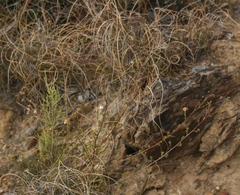 Cymbopappus adenosolen