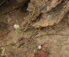 Cymbopappus adenosolen