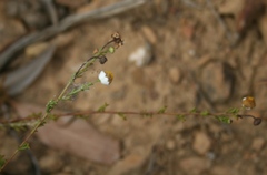 Cymbopappus adenosolen