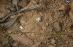 Cymbopappus adenosolen