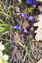 Pulmonaria australis