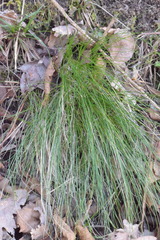 Festuca heterophylla