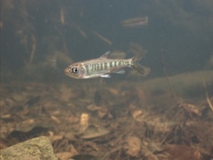 Opsariichthys evolans