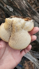 Polyporus mcmurphyi