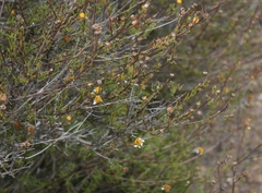 Cymbopappus adenosolen