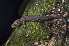 Costa Rican Tropical Night Lizard photo 2