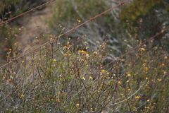Cymbopappus adenosolen