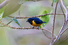 Euphonia rufiventris