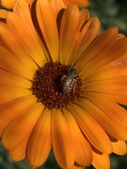 Halictus lutescens