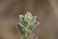 Clutia tomentosa