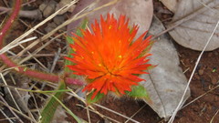 Gomphrena arborescens