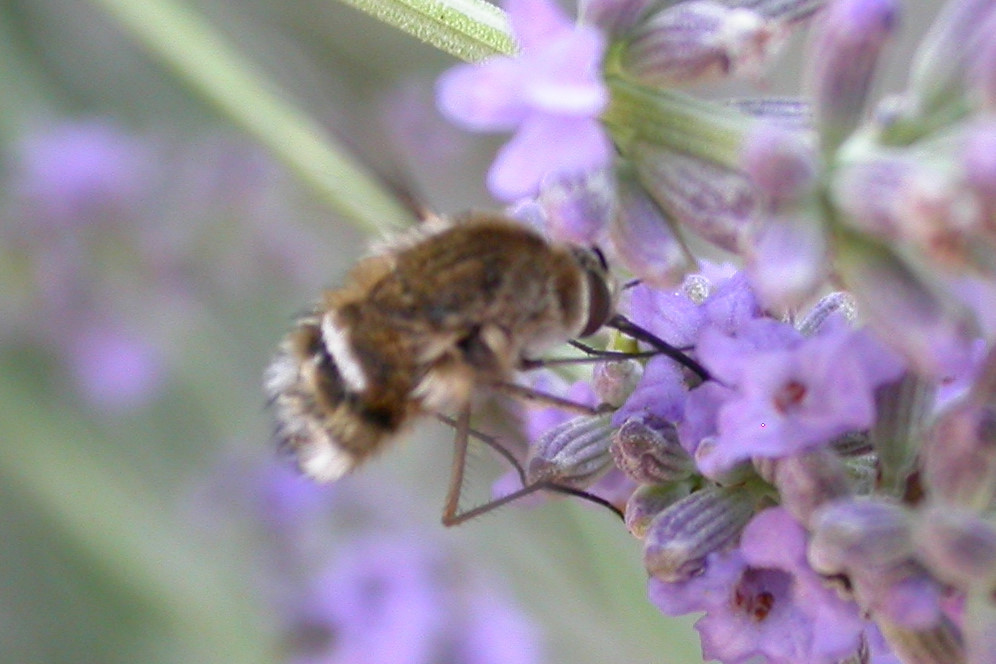 Bombylius cruciatus
