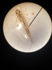 Baetis vernus
