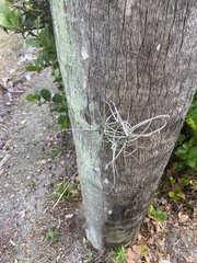 Tillandsia recurvata image