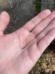 Tillandsia recurvata image