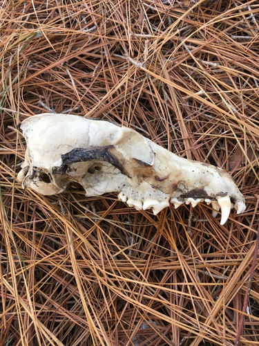 Coyote photographed in South Carolina