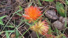 Gomphrena arborescens