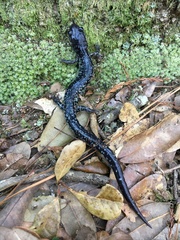 Plethodon variolatus