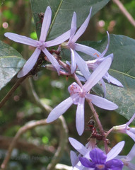 Dolichoderus decollatus