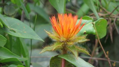 Gomphrena arborescens