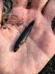 Umbra pygmaea