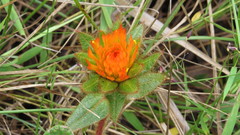 Gomphrena arborescens