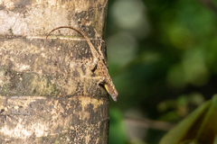 Anolis ortonii