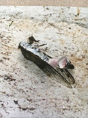 Massospora