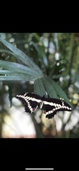 Heraclides cresphontes