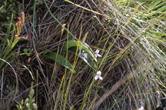 Brownleea macroceras