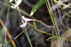 Brownleea macroceras