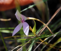 Brownleea macroceras