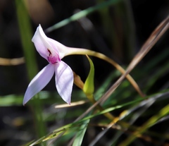 Brownleea macroceras