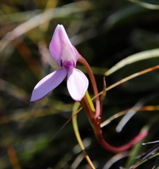 Brownleea macroceras