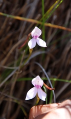 Brownleea macroceras