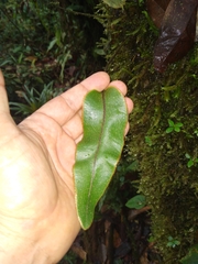 Elaphoglossum vulcanicum