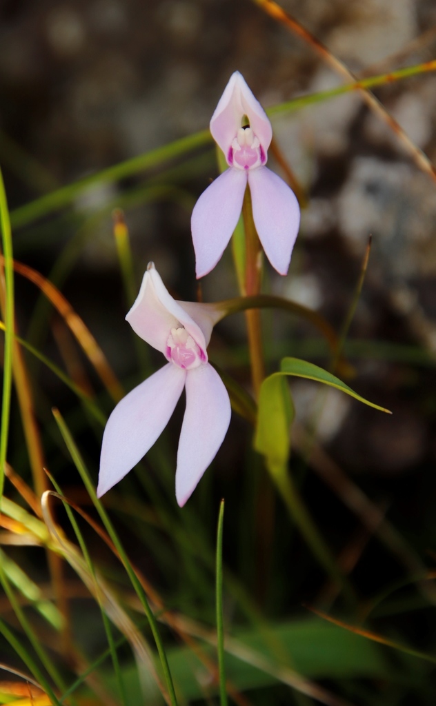 Longhorn False-Disa