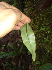 Elaphoglossum vulcanicum