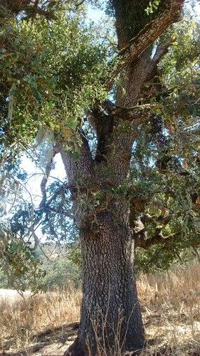 iNaturalist observation photo of valley oak