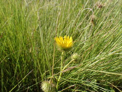 Berkheya speciosa