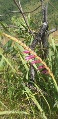 Watsonia pulchra