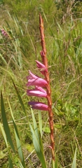 Watsonia pulchra