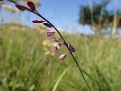 Polygala hottentotta